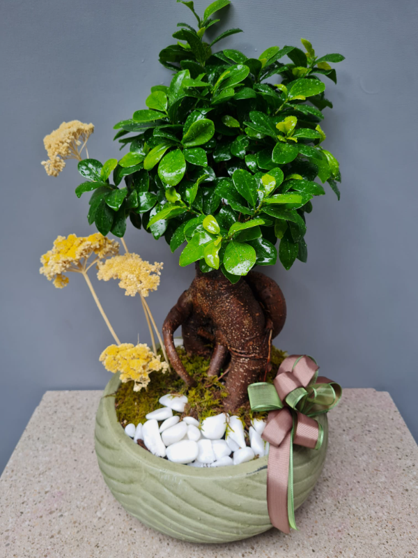  İstanbul Çiçekçiler - Ginseng Bonsai