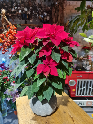  İstanbul Çiçekçi - Poinsettia 