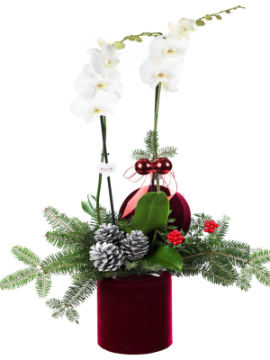  İstanbul Çiçekler - Yeni Yıl Orkidesi