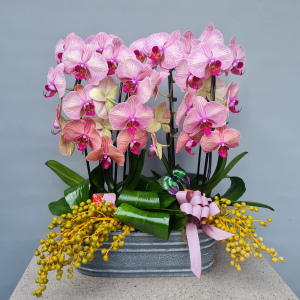  İstanbul Çiçek Gönder - Kraliçe Orkidesi