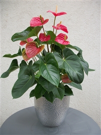 saksı, çiçek anthurium