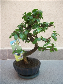 bonsai , etiler, prenses, kalite, etiler