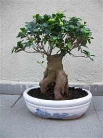 bonsai, etiler, prenses, kalite, etiler