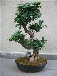 bonsai, etiler, prenses, kalite, etiler